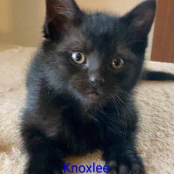 Domestic Short Hair Cats Available for Adoption in Grand Rapids, Minnesota - Knoxlee | PetCurious