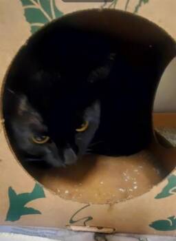 BULL SHARK -  Domestic Short Hair Cat for Adoption in St. Louis, Missouri - BULL SHARK | PetCurious