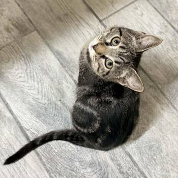 Domestic Short Hair Cats Available for Adoption - Radio | PetCurious