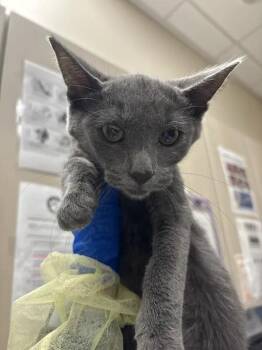 GREY LYNN -  Domestic Short Hair Cat for Adoption in Las Vegas, Nevada - GREY LYNN | PetCurious