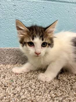 Dot -  Domestic Medium Hair Cat for Adoption in Rock Springs, Wyoming - Dot | PetCurious