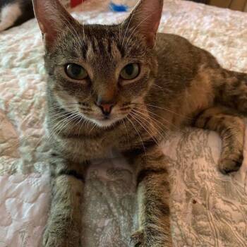 Domestic Short Hair Cats Available for Adoption in Candler, North Carolina - Sylvie | PetCurious