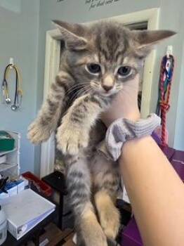 Sazon -  Domestic Short Hair Cat for Adoption in West Chester, Pennsylvania - Sazon | PetCurious