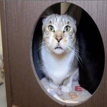 Foxy -  Domestic Short Hair Cat for Adoption in West Palm Beach, Florida - Foxy | PetCurious