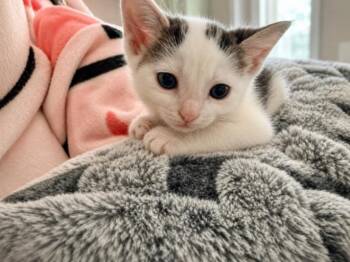 Thor -  Domestic Short Hair Cat for Adoption in North Babylon, New York - Thor | PetCurious