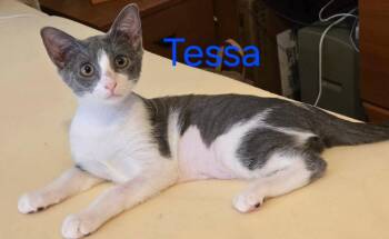Tessa -  Domestic Short Hair Cat for Adoption in Longwood, Florida - Tessa | PetCurious