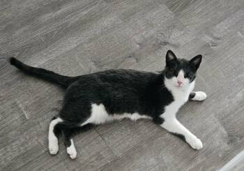 Skip (female) -  Domestic Short Hair Cat for Adoption in Woodmere, New York - Skip (female) | PetCurious