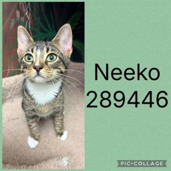 NEEKO -  Domestic Short Hair Cat for Adoption in Macon, Georgia - NEEKO | PetCurious