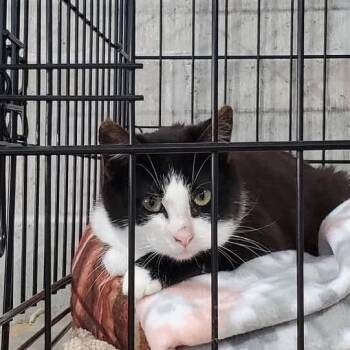 Rainbow -  Domestic Medium Hair Cat for Adoption in Mondovi, Wisconsin - Rainbow | PetCurious