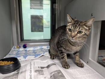 SAMMY -  Domestic Short Hair Cat for Adoption in Rowlett, Texas - SAMMY | PetCurious