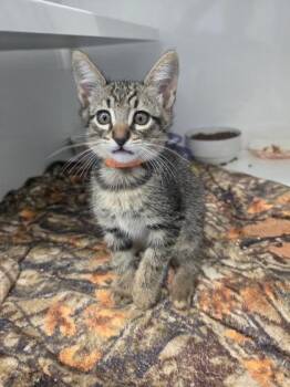 Purple Majesty -  Domestic Short Hair Cat for Adoption in Roseville, California - Purple Majesty | PetCurious