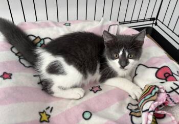 Kami -  Domestic Short Hair Cat for Adoption in Seaford, New York - Kami | PetCurious
