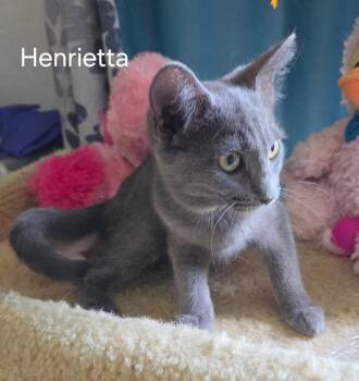 Henrietta -  Domestic Short Hair Cat for Adoption in Oviedo, Florida - Henrietta | PetCurious