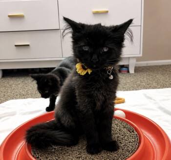 Wendy -  Domestic Long Hair Cat for Adoption in Austintown, Ohio - Wendy | PetCurious