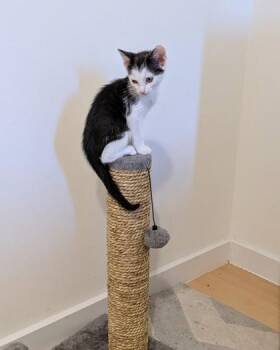 Zain -  Domestic Short Hair Cat for Adoption - Zain | PetCurious