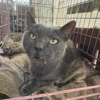Rescue Russian Blue Cats for Adoption in Whittier, California - Ellis Grey | PetCurious