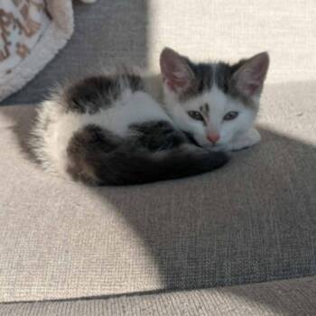 Rock -  Domestic Short Hair Cat for Adoption in West Olive, Michigan - Rock | PetCurious