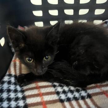 Gorlack the Destroyer -  Domestic Short Hair Cat for Adoption in Oak Park, Illinois - Gorlack The Destroyer | PetCurious