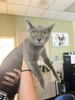 Ivan -  Domestic Short Hair and Russian Blue Cat for Adoption in Rockwall, Texas - Ivan | PetCurious
