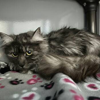 Domestic Long Hair Cats Available for Adoption - Asher C11062 | PetCurious