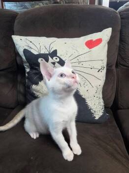 Benny Blanco -  American Shorthair Cat for Adoption in Levittown, New York - Benny Blanco | PetCurious