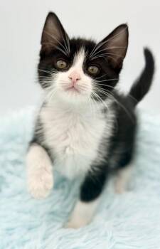 Shake Weight -  Tuxedo Cat for Adoption in Covington, Louisiana - Shake Weight | PetCurious