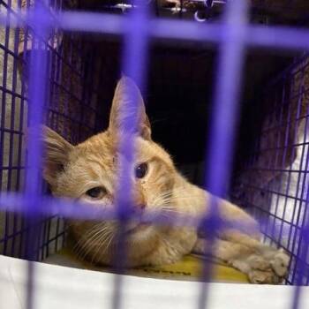 Biscuit -  Domestic Short Hair Cat for Adoption in Los Angeles, California - Biscuit | PetCurious