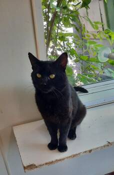 Rescue Domestic Short Hair Cats for Adoption in Metropolis, Illinois - Poncho | PetCurious