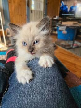 Ladybug -  Domestic Long Hair Cat for Adoption in Princeton, Indiana - Ladybug | PetCurious