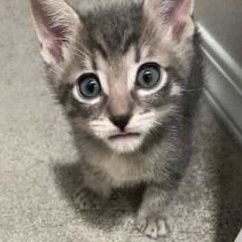 Domestic Short Hair Cats Available for Adoption in Nampa, Idaho - Lord Tubbington | PetCurious