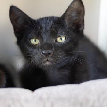 Queen (bonded with Dina) -  Domestic Short Hair Cat for Adoption in Wilmington, Delaware - Queen (bonded With Dina) | PetCurious