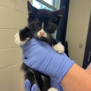 Van Halen -  Domestic Short Hair Cat for Adoption in Charlottesville, Virginia - Van Halen | PetCurious