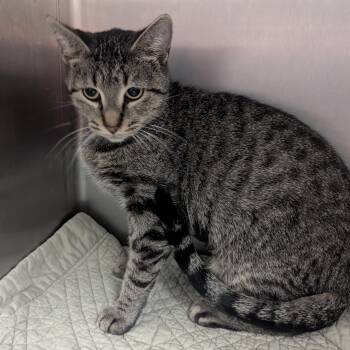 Kylie -  Domestic Short Hair Cat for Adoption in Springfield, Illinois - Kylie | PetCurious