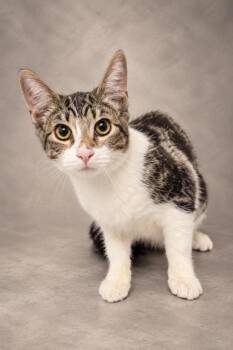 Joey -  Domestic Short Hair Cat for Adoption in Fresno, California - Joey | PetCurious