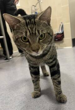 Ricardo -  Domestic Short Hair Cat for Adoption in Stratham, New Hampshire - Ricardo | PetCurious