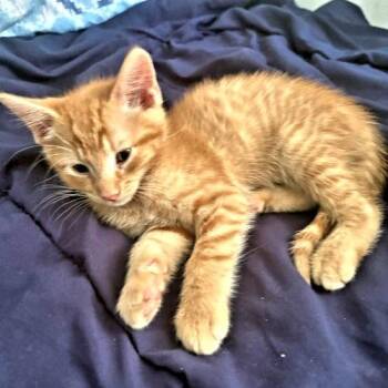 Nola -  Tabby Cat for Adoption in Rutherfordton, North Carolina - Nola | PetCurious