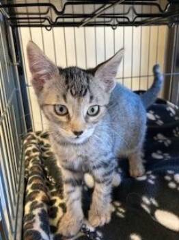 Rescue Domestic Short Hair Cats for Adoption in Mason City, Iowa - Spring Roll | PetCurious