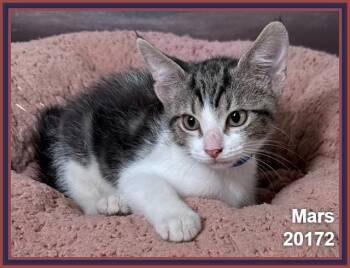 MARS -  Domestic Short Hair Cat for Adoption in Marietta, Georgia - MARS | PetCurious