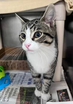 Hinoki -  Domestic Short Hair Cat for Adoption in Cincinnati, Ohio - Hinoki | PetCurious