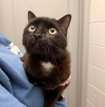 Domestic Short Hair Cats Available for Adoption in Golden, Colorado - Drumstick | PetCurious