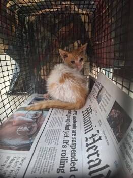 A2480363 -  Domestic Short Hair Cat for Adoption in Fort Lauderdale, Florida - A2480363 | PetCurious