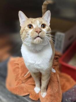 Dr. Loomis -  Domestic Short Hair Cat for Adoption in Westland, Michigan - Dr. Loomis | PetCurious