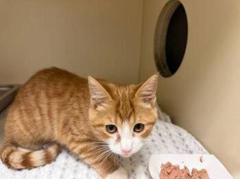 Fromage- Adopted -  Domestic Short Hair Cat for Adoption in Chamblee, Georgia - Fromage- Adopted | PetCurious