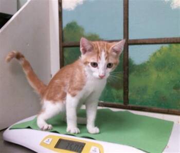 AUTUMN -  Domestic Short Hair Cat for Adoption in Houston, Texas - AUTUMN | PetCurious