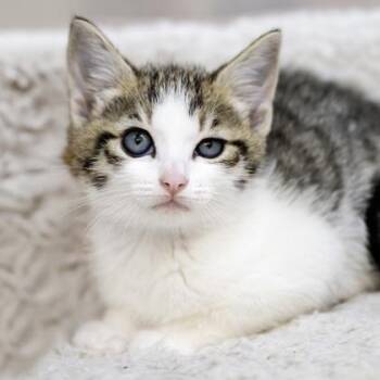 Yacht -  Domestic Short Hair Cat for Adoption in Camano, Washington - Yacht | PetCurious