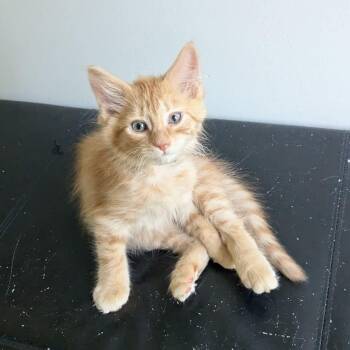 Monster -  Tabby and Domestic Long Hair Cat for Adoption in Grand Rapids, Michigan - Monster | PetCurious