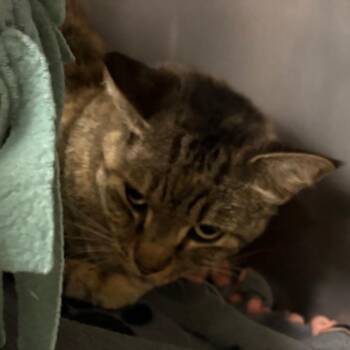 CC 08- Bubbles -  Domestic Short Hair Cat for Adoption in West Palm Beach, Florida - CC 08- Bubbles | PetCurious