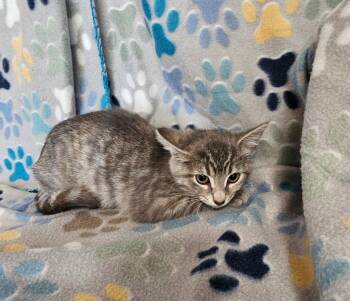 Denise -  Domestic Short Hair Cat for Adoption in Wabash, Indiana - Denise | PetCurious