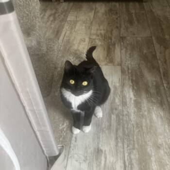 Domestic Short Hair Cats Available for Adoption in Boston, Massachusetts - Eva | PetCurious