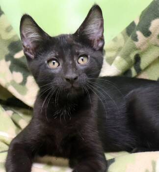 Ryder -  Domestic Short Hair Cat for Adoption in Tierra Verde, Florida - Ryder | PetCurious